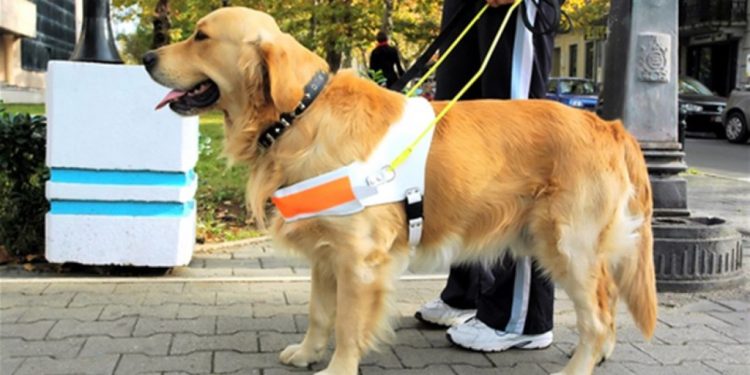 Lei sancionada permite que portadores de sofrimentos psíquicos sejam acompanhados por animais em espaços públicos