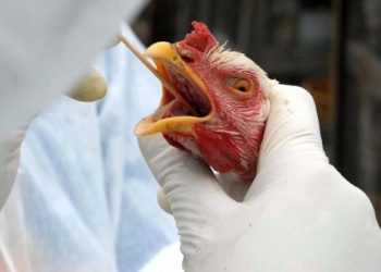 Paraíba está em alerta e adota medidas preventivas em relação à gripe aviária