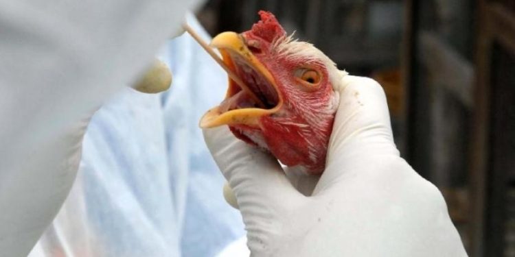 Paraíba está em alerta e adota medidas preventivas em relação à gripe aviária