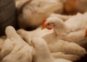 Combater a colibacilose reduz impacto na produção das granjas; entenda