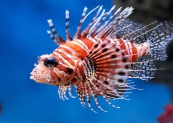 Prefeitura de Cabedelo envia ofício ao Ibama e solicita providências sobre aparecimento do peixe-leão no litoral paraibano