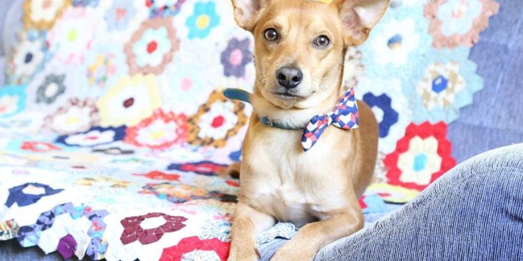 Vira-lata caramelo pode ser reconhecido como patrimônio imaterial do Brasil