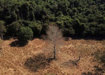 Desmatamento no Brasil cresceu 22% no ano passado