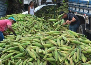 Comerciantes dos mercados públicos municipais comemoram boas vendas do milho no período junino