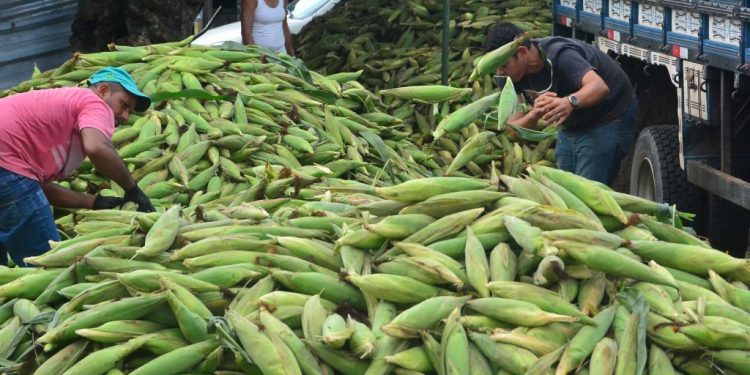 Comerciantes dos mercados públicos municipais comemoram boas vendas do milho no período junino