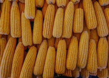 Agricultores se preparam para o Festival do Milho com comidas típicas, artesanato e atrações culturais