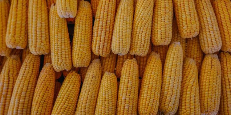 Agricultores se preparam para o Festival do Milho com comidas típicas, artesanato e atrações culturais