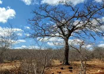 Na Paraíba, 141 cidades afetadas pela estiagem entram em situação de emergência
