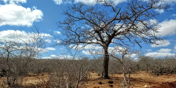 Na Paraíba, 141 cidades afetadas pela estiagem entram em situação de emergência