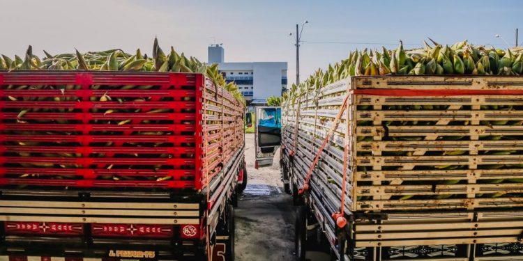 Prefeitura entrega milho verde para mais de 9 mil famílias dos residenciais construídos na Capital