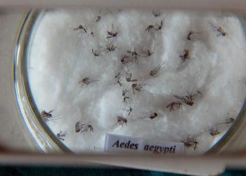 Nova vacina contra a dengue chega ao Brasil na próxima semana
