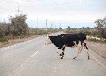 Vereador paraibano propõe sacrifício de bovinos soltos em rodovias e que carne seja doada às famílias carentes