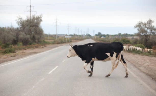 Vereador paraibano propõe sacrifício de bovinos soltos em rodovias e que carne seja doada às famílias carentes