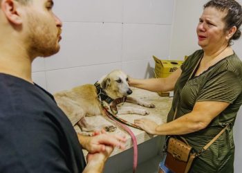 Em dois meses, Clínica Pet atendeu mais de mil gatos e cães
