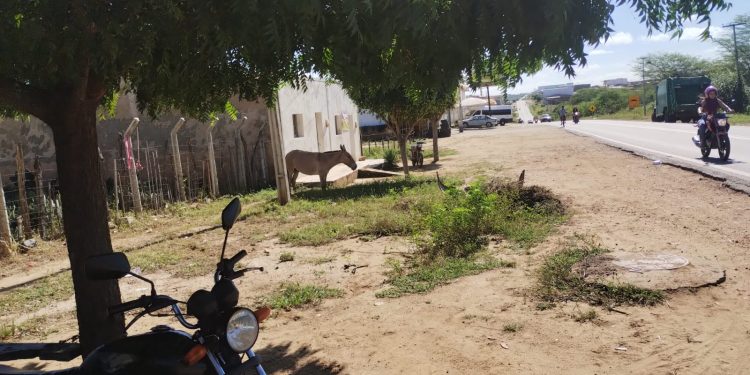 Secretário de Agricultura de Monteiro confirma intensificação de apreensões de animais em vias públicas