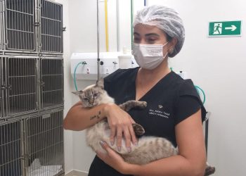 Semam finaliza castração de animais da área do Almeidão