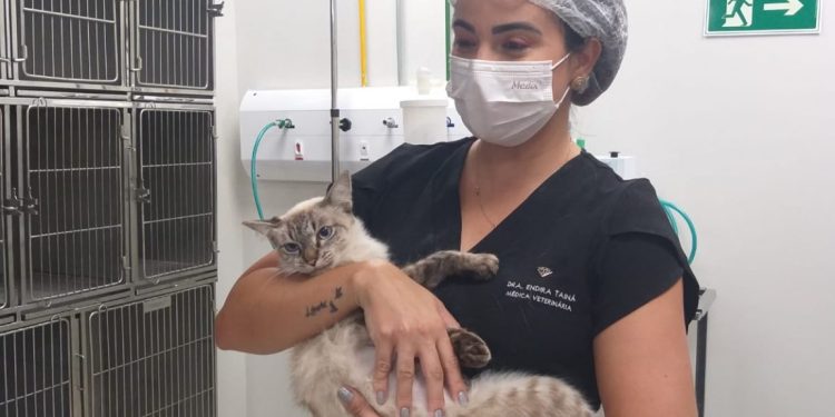 Semam finaliza castração de animais da área do Almeidão