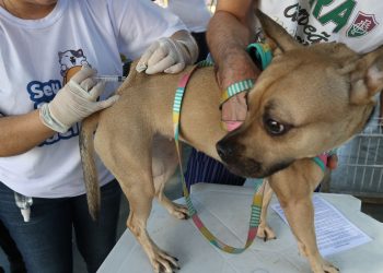 CMJP incentiva conscientização sobre prevenção e tratamento de zoonoses