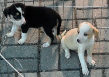 João Pessoa promove evento de adoção de cães e gatos no Parque Parahyba II