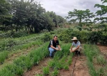 Eventos agropecuários movimentam economia de Cajazeirinhas