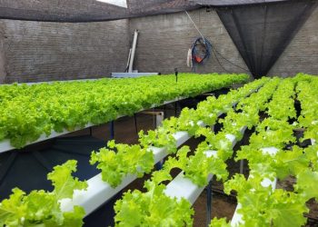 Cultivo da alface hidropônica garante renda para agricultor em Brejo do Cruz