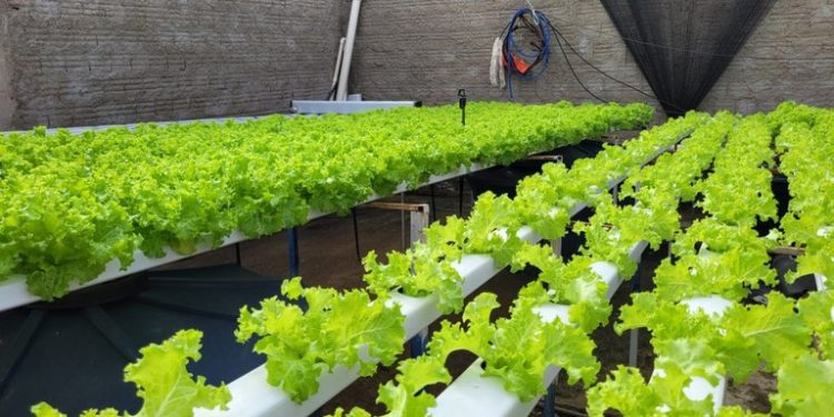 Cultivo da alface hidropônica garante renda para agricultor em Brejo do Cruz