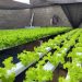 Cultivo da alface hidropônica garante renda para agricultor em Brejo do Cruz