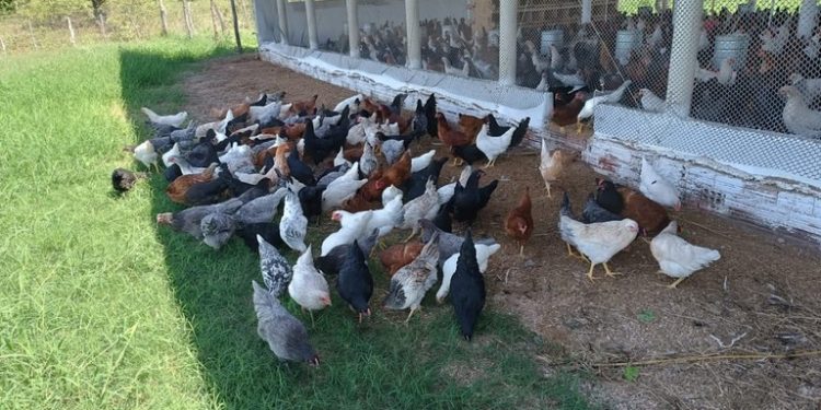 Produtor rural aumenta renda com ovos caipira em Bom Sucesso