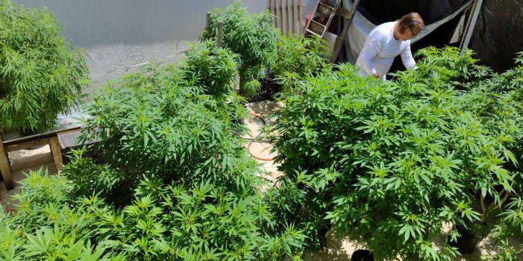 Anvisa proíbe importação de cannabis in natura e partes da planta