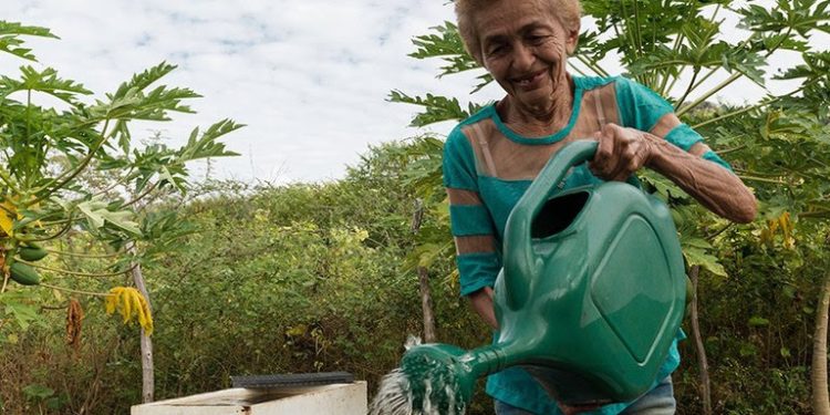 BNDES e fundo da ONU lançam edital de R$ 1 bi para segurança alimentar no Nordeste