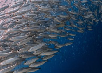Auditoria da Pesca revela quadro de sobrepesca e falta de informações sobre os estoques pesqueiros do país