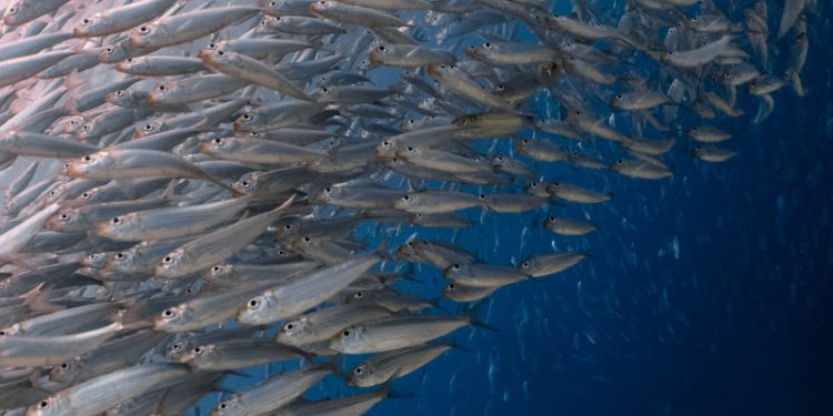 Auditoria da Pesca revela quadro de sobrepesca e falta de informações sobre os estoques pesqueiros do país