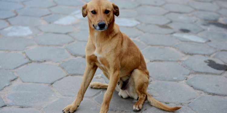 Projeto reconhece a expressão “vira-lata caramelo” como manifestação cultural imaterial do Brasil