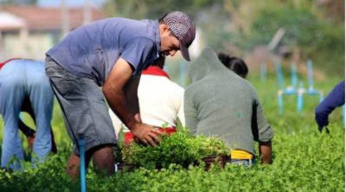 Inovação tecnológica visa produzir e incluir produtor rural