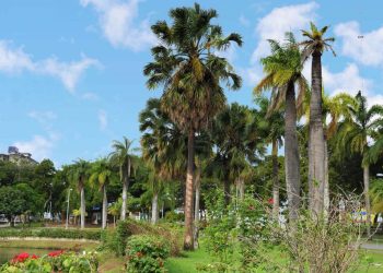 Prefeitura lança Manual de Arborização Urbana de João Pessoa nesta quarta-feira