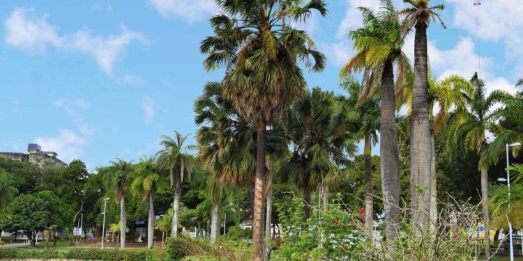 Prefeitura lança Manual de Arborização Urbana de João Pessoa nesta quarta-feira