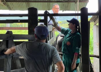 Prefeitura de João Pessoa e Conafer preparam rebanho bovino para receber inseminação artificial