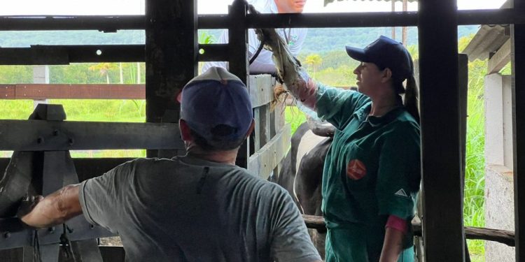 Prefeitura de João Pessoa e Conafer preparam rebanho bovino para receber inseminação artificial