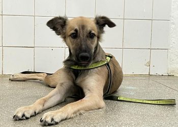 Patos celebra 1 ano do bloco cirúrgico do Abrigo Municipal de Animais com mais de 1.600 castrações