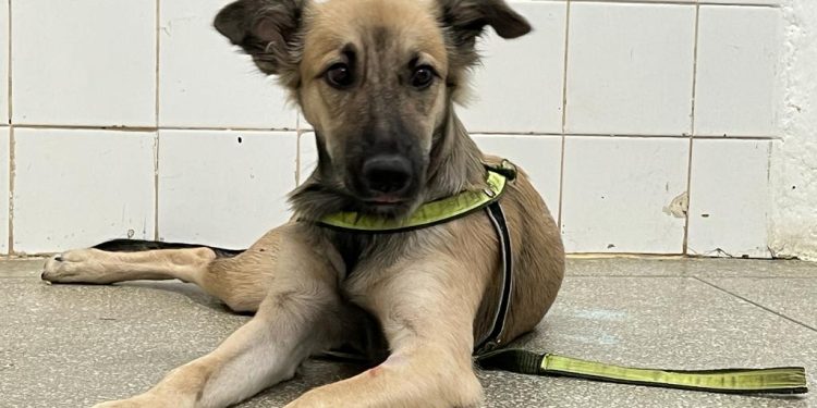 Patos celebra 1 ano do bloco cirúrgico do Abrigo Municipal de Animais com mais de 1.600 castrações