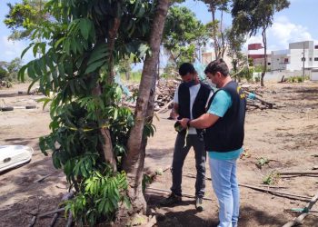 SEMAM realiza monitoramento em mais de 1.780 árvores urbanas da Capital