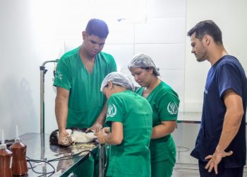Secretaria de Meio Ambiente da Capital faz mutirão para realizar castração em 100 gatos