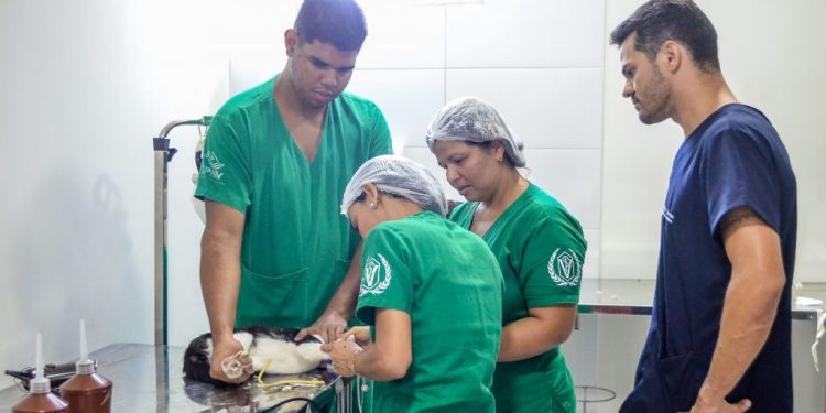 Secretaria de Meio Ambiente da Capital faz mutirão para realizar castração em 100 gatos