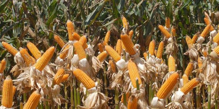 Produção de grãos na Paraíba tem crescimento estimado em 32,4%, com ganhos de produtividade