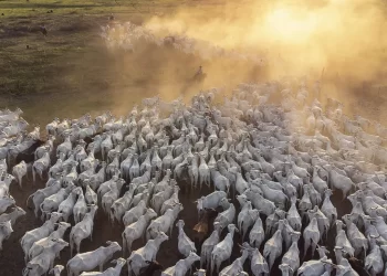 Brasil tem mais boi do que gente: rebanho atinge recorde de 234,4 milhões