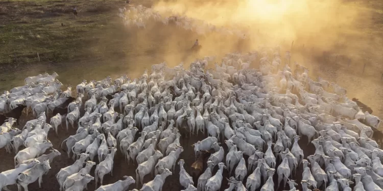 Brasil tem mais boi do que gente: rebanho atinge recorde de 234,4 milhões