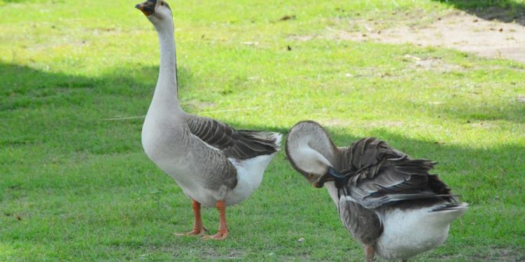 Parque Sólon de Lucena se consolida como uma das principais áreas de lazer de João Pessoa
