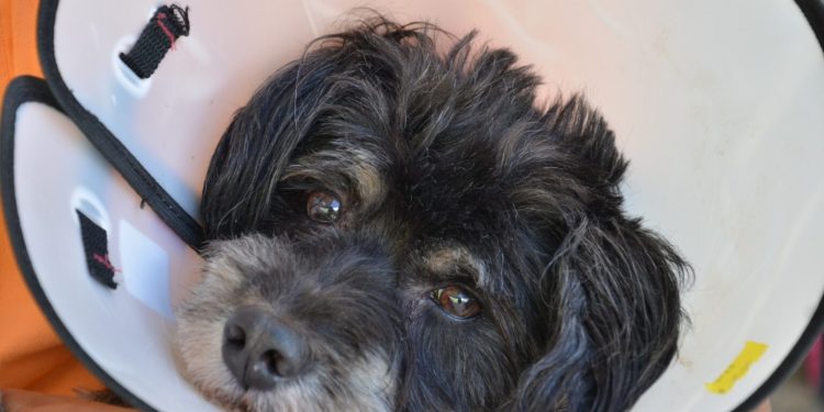 Campina Grande realiza dia D de vacinação antirrábica no próximo sábado