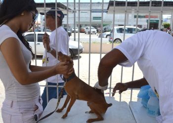 Prefeitura de João Pessoa promove Dia D de vacinação antirrábica neste sábado