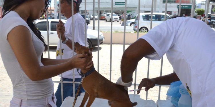 Prefeitura de João Pessoa promove Dia D de vacinação antirrábica neste sábado